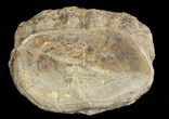 Xiphactinus (Cretaceous Fish) Vertebrae - Kansas #68968-3
